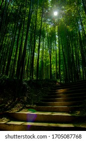 South Korea Bamboo Forest Photo