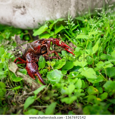 South Louisiana Crawfish walking on the ground. Crayfish on the ground by a propane tank in Delcambre, Louisiana. Summertime and crawfish. Mudbugs for supper. 