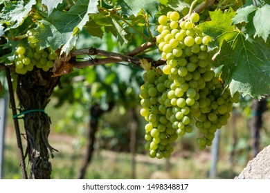 South Moravian Vineyards In Podyji