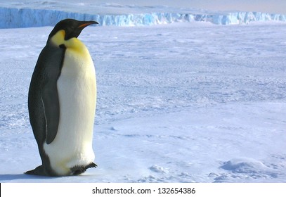 South Pole Emperor Penguins