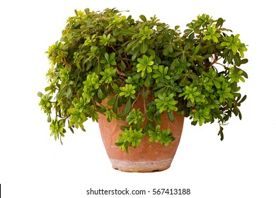 South Potted Plant Isolated