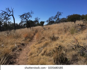 South Rim Loop Trail At Big Bend National Park