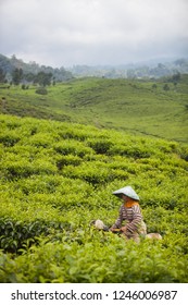 South Solok Regency, West Sumatra - Indonesia - 30 August 2016 - Tea Picker At Tea Plantation Liki South Solok Regency