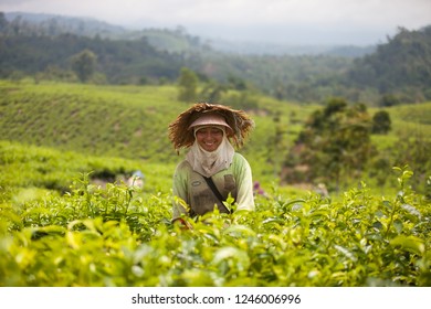 South Solok Regency, West Sumatra - Indonesia - 30 August 2016 - Tea Picker At Tea Plantation Liki South Solok Regency