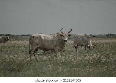 South Texas Cattle Portrait Landscape