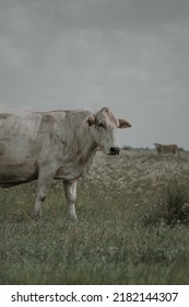 South Texas Cattle Portrait Landscape