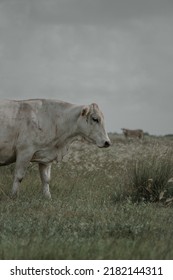 South Texas Cattle Portrait Landscape