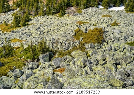 South Ural kurumnik, stones, cobblestones, moss with a unique landscape, vegetation and diversity of nature in spring.