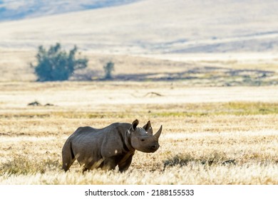 South Western Black Rhinoceros or Hook-lipped Rhinoceros (Diceros bicornis occidentalis).  Desert Rhino Camp. Palmwag Concession. Namibia.
