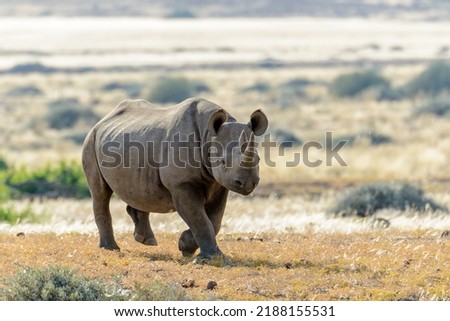 South Western Black Rhinoceros or Hook-lipped Rhinoceros (Diceros bicornis occidentalis) in Desert Rhino Camp. Palmwag Concession. Namibia.