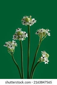 SouthAfrican Star Of Bethlehem Flower S On Green Background