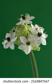 SouthAfrican Star Of Bethlehem Flower S On Green Background