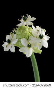 SouthAfrican Star Of Bethlehem Flower S On Black Background