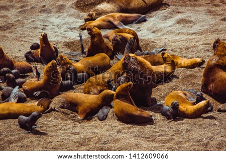 Southamerican Sea Lions Colony, Península Valdés, Chubut, Patagonia, Argentina.