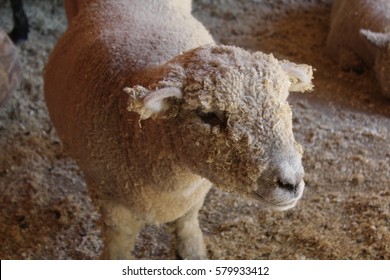 Southdown Sheep