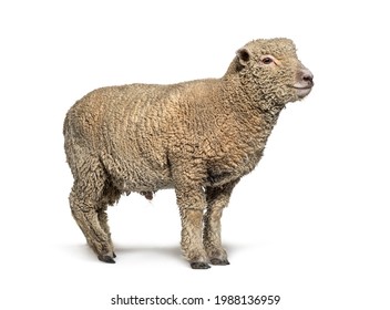 Southdown Sheep, Babydoll, Smiling Sheep