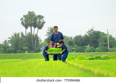 Southeast Asia farmer life. Father teaching Daughter and Son planting seedlings rice plant. Asia relationship family. Modern Farming. the spirit of asia - Powered by Shutterstock