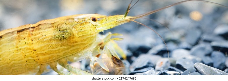 Southeast Asia Shrimp From A Genus Atiopsis In Aquarium, Close-up. Zoology, Carcinology, Environmental Protection Theme