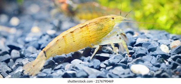 Southeast Asia Shrimp From A Genus Atiopsis In Aquarium, Close-up. Zoology, Carcinology, Environmental Protection Theme