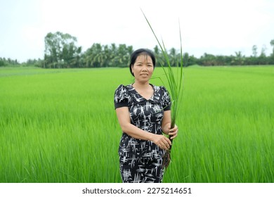 Southeast Asian female farmer standing in the middle of green rice fields - Shutterstock ID 2275214651