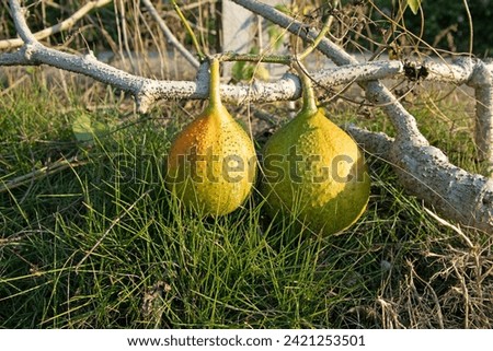 A Southeast Asian fruit commonly known as gak, baby jackfruit, spiny bitter gourd, sweet gourd or Cochin gourd. Very tasty and medicinal properties, in the garden.