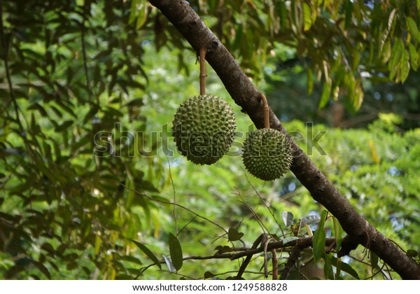 The southeast Asian plant Durian has been called the\
King of Fruits but, like Marmite, it sharply divides opinion\
between those who love the incredible taste of its custard-like\
pulp and those who are