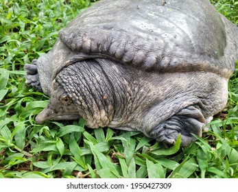 Southeast Asian Soft-shelled Turtle In The Green Grass Background. The Head, Neck And Nose Are Long.