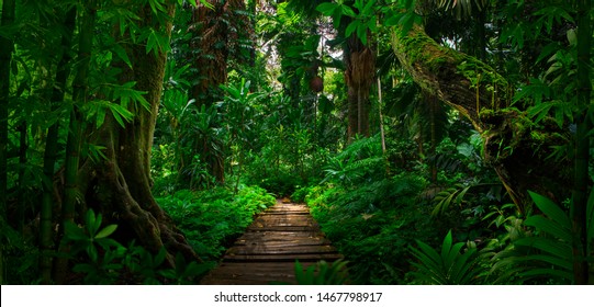 Southeast Asian Tropical Rainforest With Path