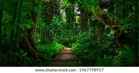 Southeast Asian tropical rainforest with path