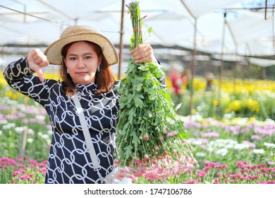 Southeast Asian Woman Is Standing In The Flower Garden. South East Asian Female Is Holding Flowers And Unlike Hand. Lady Is Wearing Hat And Black Dress In Flower Farm. Adult Person Moody Is Upset.