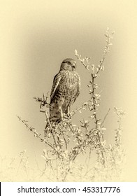 Southem yellow-billed hawk sitting on a Bush of acacia against the blue sky in the Etosha National Park - Namibia, South-West Africa (stylized retro)