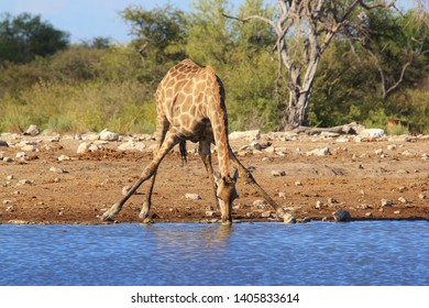 Southern African Giraffe visit a watering hole in a National Park, Namibia, southwestern Africa.  With a young calf by her side, this cow is protective and loving.  The calf only drinks milk.  - Powered by Shutterstock