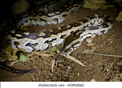 Southern African Python