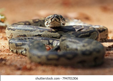 Southern African Python