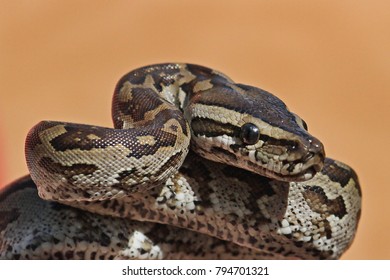 Southern African Python