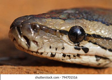 Southern African Python