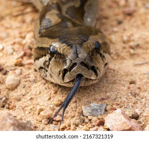 Southern African Python Up Close