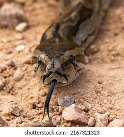 Southern African Python Up Close