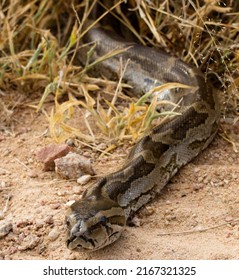 Southern African Python Up Close