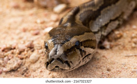 Southern African Python Up Close