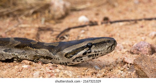 Southern African Python Up Close