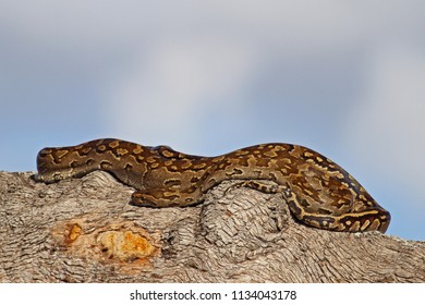 Southern African Python sunning itself on a leadwood tree branch