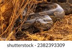Southern African Rock Python Closeup
