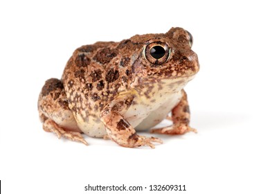 4,848 Fat Frog Images, Stock Photos & Vectors | Shutterstock