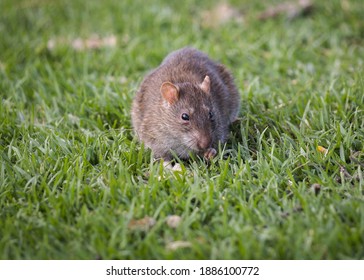 14 Vlei rat Images, Stock Photos & Vectors | Shutterstock