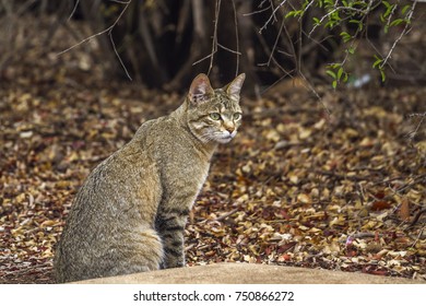 351 Southern African Wildcat Images, Stock Photos & Vectors | Shutterstock