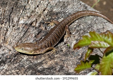 213 Southern alligator lizard Images, Stock Photos & Vectors | Shutterstock