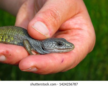 213 Southern alligator lizard Images, Stock Photos & Vectors | Shutterstock