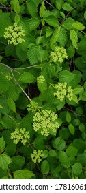 Southern Arrowwood In Spring In The Wild 