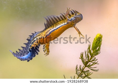 Southern banded newt (Ommatotriton vittatus) male aquatic amphibian swimming in freshwater habitat of pond. Underwater wildlife scene of animal in nature of Middle East. Turkey.